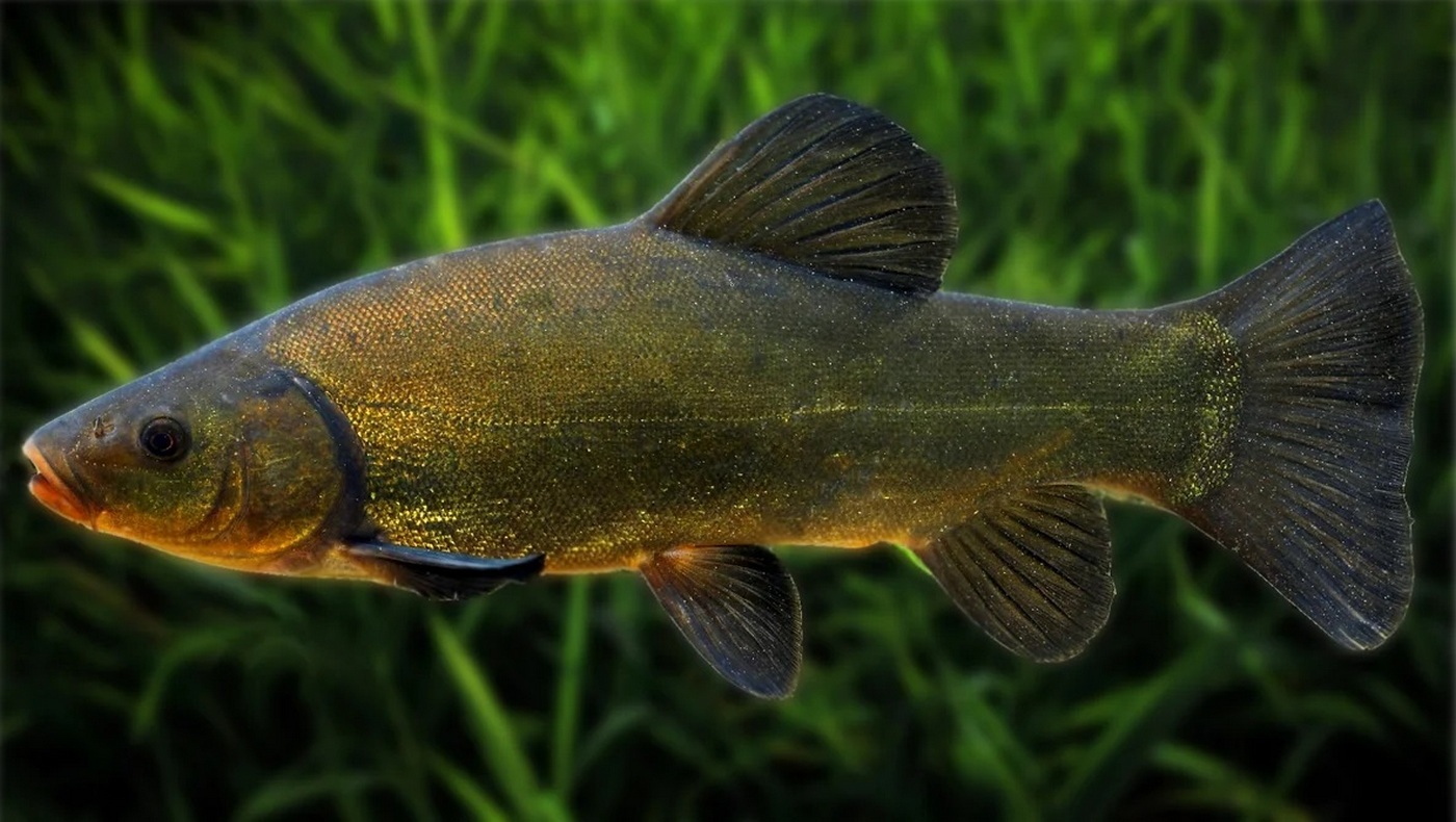 Tinca tinca (Linnaeus, 1758)